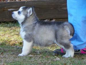 purebreedSiberianHuskypuppy