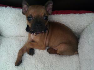 BostonTerrierMiniaturePinscher