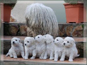 HungarianWhitePuli