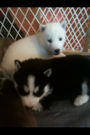 Siberianhuskypuppiesforsale