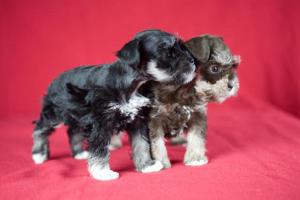 ToySchnauzerPuppies