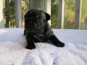 AKCChampionBloodLinePugPuppies