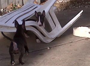 EnglishBullTerrierpups