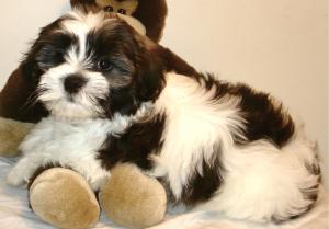 Handsome-Fluffy-PlayfulMaleHavanese