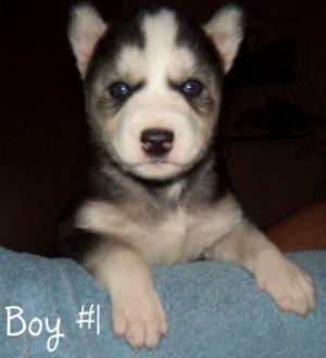 SiberianHuskyPuppies