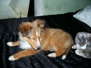 adorablepurebredmalesheltiepuppymonthsold