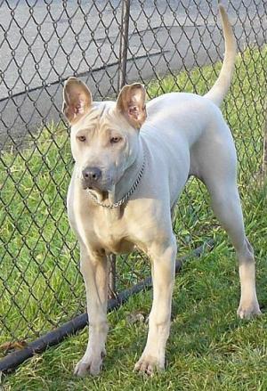 ThaiRidgeback