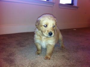 GoldenRetrieverPuppy