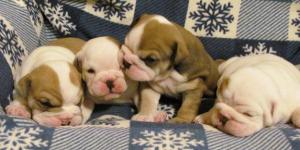 Englishbulldogpuppiesavailableforsale