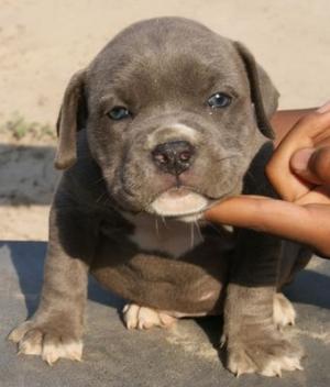 UKCBlueNosePitbullPups