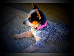 CKCAustralianCattleDogPuppies-DixieHeelerKe