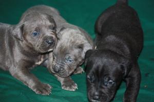 CaneCorsoPuppiesforSale