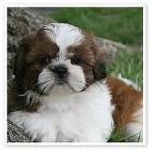 Shih-TzuPuppies-Imperials