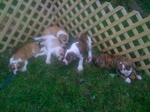 NKCAmericanBulldogPuppies