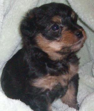 YorkiePooPuppies