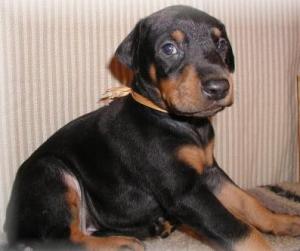 Dobermannpuppiesforsale