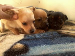 Chihuahuapuppiesforsale