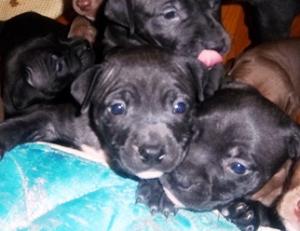 PitBullPuppiesForSale