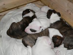 Miniaturebullterrierpuppies