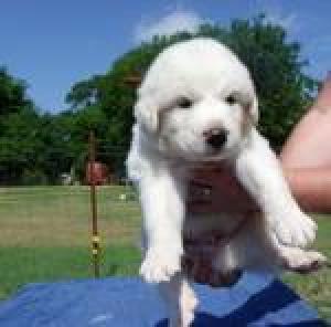 GreatPyreneesPuppiesforSale