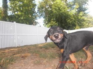 Dobermanpuppiesforsale