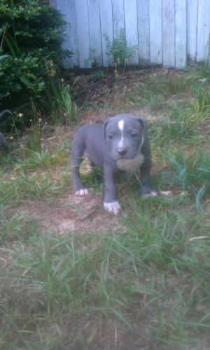 pitpuppiesforsale