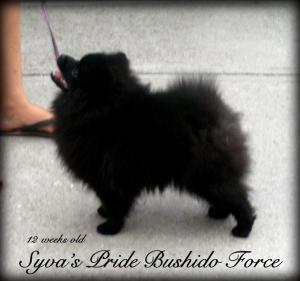 Blackpomeranianboyforsale