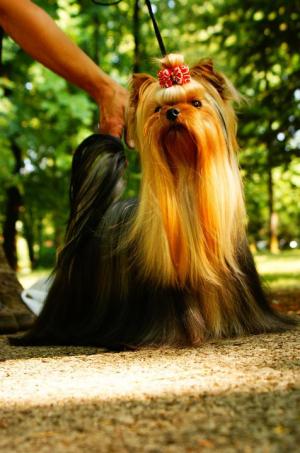 Yorkshireterrier