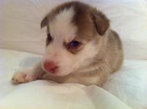 AKCSiberianHuskyPuppiesforSale