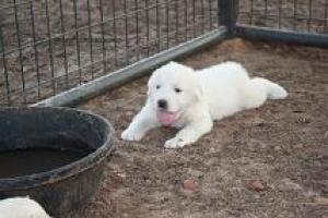 GreatPyreneesPuppiesForSale