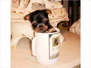 yorkiespuppiesforsale