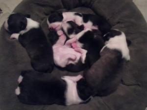 BostonTerrierPuppiesforSale