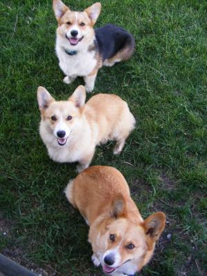 AKCPembrokeWelshCorgiPups