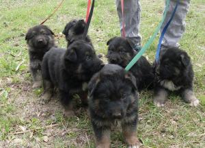 AKCGermanShepherdPuppies