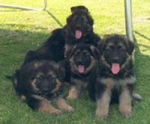 OldFashionLargeGermanShepherdPuppies