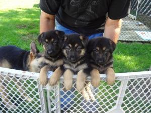 Germanshepherdpuppies