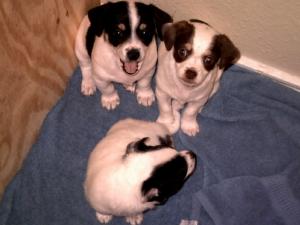 adorablechihuahuamixpuppies