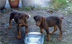 AkcDobermanPuppies