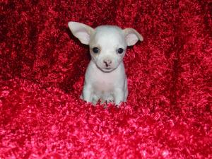 TinyTeaCupChihuahuaPuppiesavailable