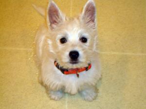 WestHighlandWhiteTerrierForSale