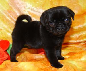 cuteblackpugpuppiesforx-mas