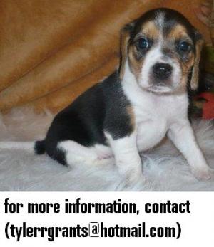 BeaglePuppiesAvailableforNewhomes