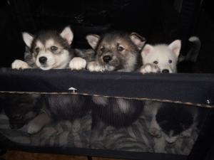 WolfHuskyPuppies