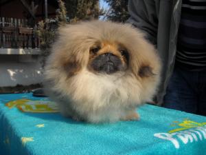 pekingesebitch