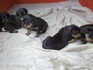 GermanRottweilerpuupiesforsale