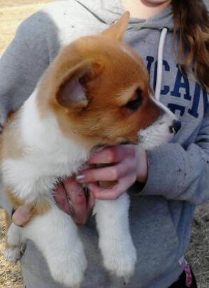 AKCWelshCorgiPuppies