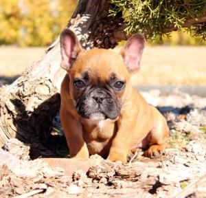 AdorableFrenchBulldogPuppyBoysGirls