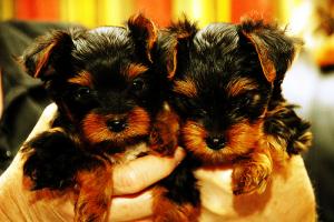 cuteyorkiepuppiesforadoption