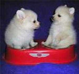 GorgeouslittledarlingPomeranianpuppies