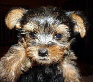 WehaveteacupYorkiepuppiesforadoption